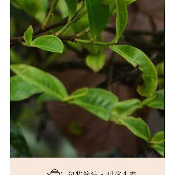 CIFbuy 300g Manzon Yunnan Pu'er Tea Raw Tea Leaves Old Tree Pine Pressed Brick Tea