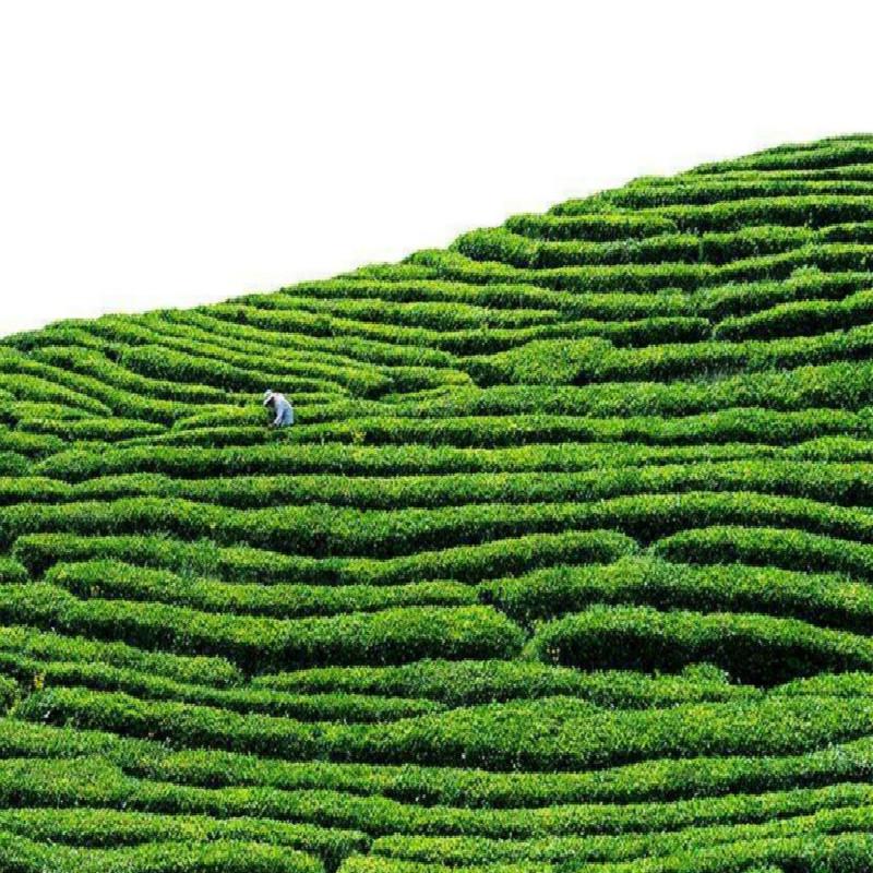CIFbuy Qi Men Hong Cha * Keemun Black Chinese Gongfu Tea Black Tea