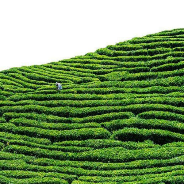 CIFbuy Qi Men Hong Cha * Keemun Black Chinese Gongfu Tea Black Tea