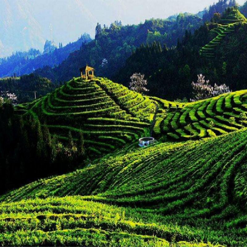 CIFbuy Haiwan 2018 Lao Tong Zhi 9908 Ripe Puer Cha Tou Old Brick Shu Puer Tea 500g