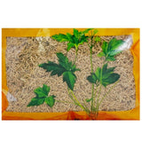 Wawashan Pharmaceuticals Chinese Herbal Drinks Xu Changqing Duan Chinese Herbal Medicine Chinese Herbal Medicine Shop瓦屋山药业中药饮片 徐长卿 段 中药材抓配 中药材店铺大全