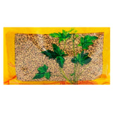 Wawasan Pharmaceuticals Chinese Herbal Drinks Fenugreek Net Prepared Chinese Herbal Remedies Chinese Herbal Medicine Shop 瓦屋山药业中药饮片 胡芦巴 净制 中药材抓配 中药材店铺大全