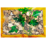 瓦屋山药业中药饮片 苍术 片 中药材抓配 中药材店铺大全