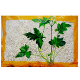 Wawasan Pharmaceuticals Herbal Drinks Dragon's Tooth Crushed Chinese Herbs Chinese Herbal Shop Directory瓦屋山药业中药饮片 龙齿 碎块 中药材抓配 中药材店铺大全