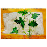 Wawashan Pharmaceuticals Chinese Herbal Drinks Wood Butterfly Pure Chinese Herbal Remedies Chinese Herbal Medicine Shop瓦屋山药业中药饮片 木蝴蝶 净制 中药材抓配 中药材店铺大全