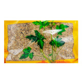 Wawasan Pharmaceuticals Chinese Herbal Drinks Honey Clover Flowers Honey Roasted Chinese Herbal Remedies Chinese Herbal Medicine Shop瓦屋山药业中药饮片 蜜旋覆花 蜜炙 中药材抓配 中药材店铺大全