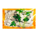 Wawasan Pharmaceuticals Chinese Medicine Drinks Rehmannia Root Tablets First Class Chinese Herbal Remedy Grab & Go Chinese Herbal Shop Complete List瓦屋山药业中药饮片 芦竹根 片一等 中药材抓配 中药材店铺大全