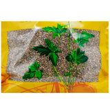 Wawasan Pharmaceuticals Chinese Herbal Drinks Groundnut Pure Chinese Herbal Remedy Chinese Herbal Shop Directory瓦屋山药业中药饮片 地肤子 净制 中药材抓配 中药材店铺大全