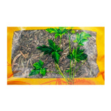 Wawasan Pharmaceuticals Chinese Herbal Drinks Dandelion Duan Yi et al. Chinese Herbal Remedies Chinese Herbal Medicine Store 瓦屋山药业中药饮片 蒲公英 段一等 中药材抓配 中药材店铺大全