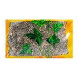 Wawasan Pharmaceuticals Chinese Herbal Drinks Dandelion Duan Chinese Herbal Remedies Chinese Herbal Medicine Store瓦屋山药业中药饮片 蒲公英 段 中药材抓配 中药材店铺大全