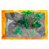 Wawashan Pharmaceuticals Chinese Medicine Drinks Deerbitter Duan Chinese Herbal Medicine Grabbing and Dispensing Chinese Herbal Medicine Shop Complete List瓦屋山药业中药饮片 鹿衔草 段 中药材抓配 中药材店铺大全