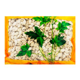 Wawasan Pharmaceuticals Chinese Herbal Drinks Winter Melon Seeds Pure Chinese Herbal Grab & Go Chinese Herbal Shop Directory瓦屋山药业中药饮片 冬瓜子 净制 中药材抓配 中药材店铺大全