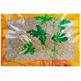 Wawashan Pharmaceuticals Chinese Herbal Drinks Snake Bed Seed Pure Chinese Herbal Remedies Chinese Herbal Shop Directory 瓦屋山药业中药饮片 蛇床子 净制 中药材抓配 中药材店铺大全