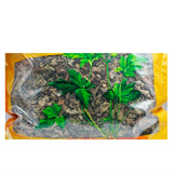 Wawashan Pharmaceuticals Chinese Herbal Drinks Dried Fritillariae Cirrhosae First Grade Chinese Herbal Medicine Chinese Herbal Medicine Shop 瓦屋山药业中药饮片 干鱼腥草 一等段 中药材抓配 中药材店铺大全