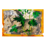 Wawashan Pharmaceuticals Chinese Medicine Drinks Atractylodes Macrocephalae Slices Chinese Herbal Medicine Grab & Go Chinese Herbal Medicine Shop瓦屋山药业中药饮片 白术 片 中药材抓配 中药材店铺大全