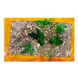 Wawashan Pharmaceuticals Chinese Medicine Drinks Thornywort Duan Yi et al. Chinese Herbal Medicine Grabbing and Dispensing Chinese Herbal Medicine Shop Daquan瓦屋山药业中药饮片 荆芥 段一等 中药材抓配 中药材店铺大全