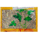 Wawasan Pharmaceuticals Herbal Drinks Succinum Pure Chinese Herbal Remedies Chinese Herbal Medicine Shop瓦屋山药业中药饮片 琥珀 净制 中药材抓配 中药材店铺大全