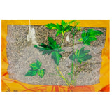 Wawashan Pharmaceuticals Chinese Herbal Drinks Half-side lotus Section Chinese Herbal Medicine瓦屋山药业中药饮片 半边莲 段 中药材抓配 中药材店铺大全