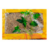 Wawasan Herb Pharmaceuticals Chinese Herbal Drinks Acacia Pure Chinese Herbal Remedy Chinese Herbal Shop瓦屋山药业中药饮片 合欢花 净制 中药材抓配 中药材店铺大全