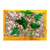 Wawasan Pharmaceuticals Chinese Herbal Drinks Septica chinensis Duan Yi et al. Chinese Herbal Remedies Chinese Herbal Medicine Shop 瓦屋山药业中药饮片 败酱草 段一等 中药材抓配 中药材店铺大全