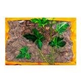 Wawashan Pharmaceuticals Chinese Medicine Tablets Salvia Divinorum 1st Class Tablets Chinese Herbal Remedies Chinese Herbal Medicine Store瓦屋山药业中药饮片 丹参 一等片 中药材抓配 中药材店铺大全