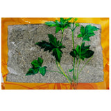 Wawasan Pharmaceuticals Chinese Herbal Drinks Inulae Crushed Chinese Herbs Grab & Go Chinese Herbal Shop瓦屋山药业中药饮片 茵陈 碎块 中药材抓配 中药材店铺大全