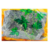 Wawasan Pharmaceuticals Chinese Herbal Drinks Perilla Leaf Crushed Chinese Herbal Medicine Grab & Go Chinese Herbal Medicine Shop Complete List瓦屋山药业中药饮片 紫苏叶 碎块 中药材抓配 中药材店铺大全