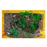 Wawasan Chinese Herbal Drinks Centipede Duan Chinese Herbal Medicine Catch and Dispense Catch and Dispense by Prescription Chinese Herbal Medicine Shop Complete List瓦屋山中药饮片 蜈蚣 段  中药抓配 按方抓药 中药材店铺大全