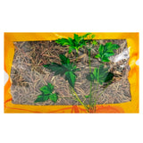 Wawashan Pharmaceuticals Chinese Medicine Drinks Shu Jian Cao Duan Chinese Herbal Medicine Grabbing and Dispensing Chinese Herbal Medicine Shop Complete List 瓦屋山药业中药饮片 舒筋草 段 中药材抓配 中药材店铺大全