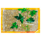 Wawasan Pharmaceuticals Chinese Herbal Drinks Chinese Herbal Flower (Cynanchum officinale) Chinese Herbal Medicine Shop瓦屋山药业中药饮片 旋覆花 净制 中药材抓配 中药材店铺大全
