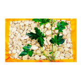 Wawashan Pharmaceuticals Chinese Medicine Tablets Fahanxia Tablets Chinese Herbal Medicine Shop瓦屋山药业中药饮片 法半夏 片 中药材抓配 中药材店铺大全