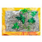 Wawashan Pharmaceuticals Herbal Drinks Moneywort Duan Chinese Herbal Medicine Grab & Go Chinese Herbal Medicine Shop瓦屋山药业中药饮片 金钱草 段 中药材抓配 中药材店铺大全