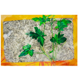 Wawashan Pharmaceuticals Chinese Medicine Drinks Bone-setting Wind Duan Chinese Herbal Medicine Grabbing and Dispensing Chinese Herbal Medicine Shop Complete List瓦屋山药业中药饮片 寻骨风 段 中药材抓配 中药材店铺大全