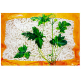 Wawashan Pharmaceuticals Chinese Herbal Drinks Xiao Tong Cao Duan Chinese Herbal Medicine Grabbing and Dispensing Chinese Herbal Medicine Shop Complete List瓦屋山药业中药饮片 小通草 段 中药材抓配 中药材店铺大全
