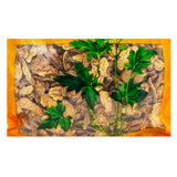 Wawashan Pharmaceuticals Chinese Medicine Drinks Gentiana Macrophyllae Slices First Class Chinese Herbal Medicine Grab & Go Chinese Herbal Medicine Shop 瓦屋山药业中药饮片 秦艽 片一等 中药材抓配 中药材店铺大全