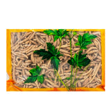 Wawashan Pharmaceuticals Chinese Herbal Drinks Prince Ginseng 1st Class Chinese Herbal Remedies Chinese Herbal Medicine Shop瓦屋山药业中药饮片 太子参 一等 中药材抓配 中药材店铺大全