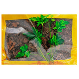 Wawasan Pharmaceuticals Chinese Herbal Drinks Honey Aster Honey Roasted Chinese Herbal Remedies Chinese Herbal Medicine Shop瓦屋山药业中药饮片 蜜紫菀 蜜炙 中药材抓配 中药材店铺大全