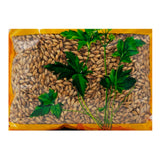 Wawasan Pharmaceuticals Chinese Herbal Drinks Fresh Malt Freshly Fried Chinese Herbal Remedies Chinese Herbal Medicine Shop 瓦屋山药业中药饮片 炒麦芽 清炒 中药材抓配 中药材店铺大全