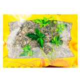 Wawasan Pharmaceuticals Herbal Drinks Vinegared Mugwort Vinegared Herbs Chinese Herbal Medicine Shop瓦屋山药业中药饮片 醋艾叶 醋炙 中药材抓配 中药材店铺大全