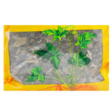 Wawashan Pharmaceuticals Chinese Medicine Drinks Great Lung Sinew Herb Duan Chinese Herbal Medicine Grabbing and Dispensing Chinese Herbal Medicine Shop Complete List瓦屋山药业中药饮片 大肺筋草 段 中药材抓配 中药材店铺大全