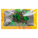 Wawasan Pharmaceuticals Herbal Drinks Charcoal of Artichoke Charcoal of Chinese Herbal Medicine Chinese Herbal Medicine Shop 瓦屋山药业中药饮片 小蓟炭 炒炭 中药材抓配 中药材店铺大全