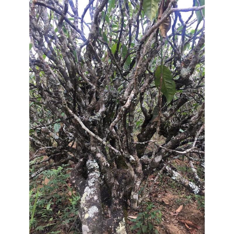 CIFbuy 2018 Yunzhang Rattan Spring Mengku Ancient Tree Teng Tiao Pu-erh Tea Raw 357g