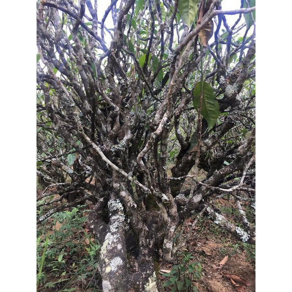 CIFbuy 2018 Yunzhang Rattan Spring Mengku Ancient Tree Teng Tiao Pu-erh Tea Raw 357g