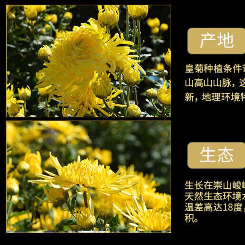 CIFbuy Chinese Chrysanthemum Tea Huangshan Golden Silk Chrysanthemum Blossom Tea 20g