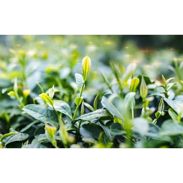 China 100g Black Puer Tea Ripe Pu-erh Red Tea Yunan Canned Green Food Beauty Tea