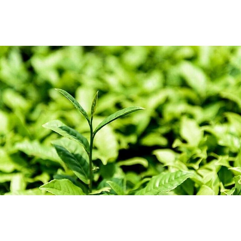 CIFbuy Wild Danshen Root Powder for Fat Loss Bodybuilding Organic Acne Anxiety Ischemic