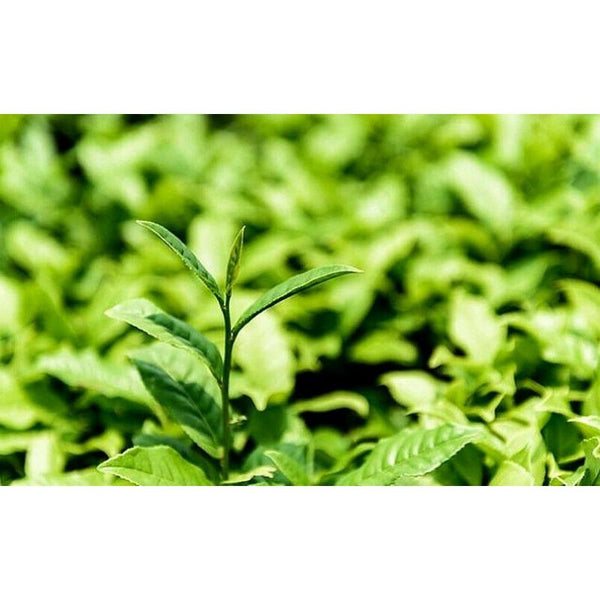 CIFbuy Wild Danshen Root Powder for Fat Loss Bodybuilding Organic Acne Anxiety Ischemic