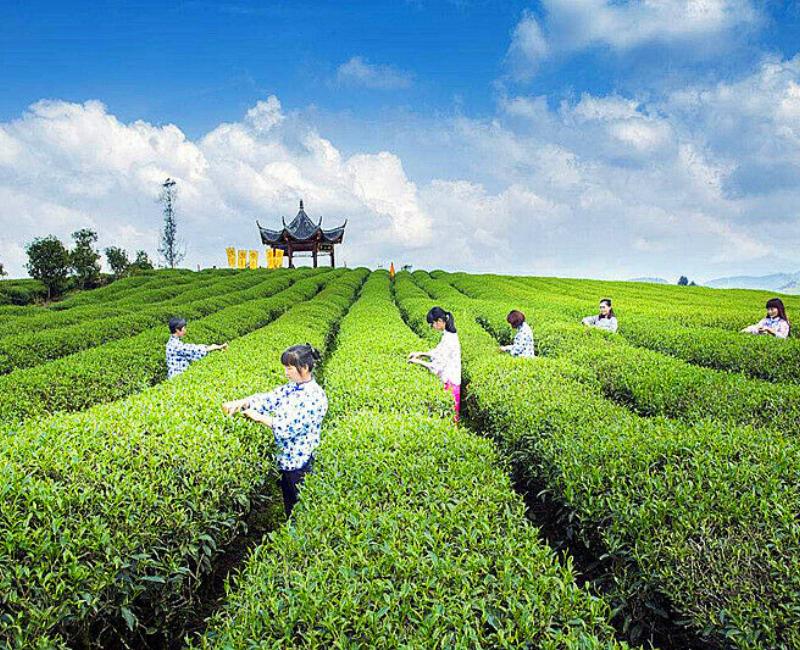 CIFbuy 250g Milk Oolong Tea Organic Green Tea Mountain Fragrant Loose Tea Health Care