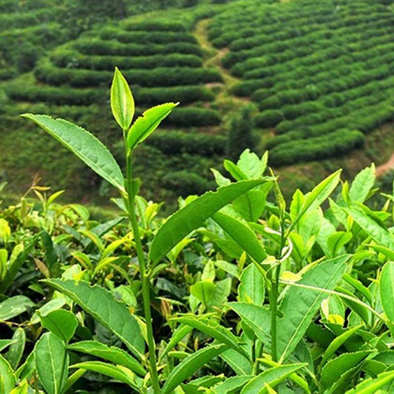 CIFbuy HelloYoung Jin Xuan Milk Oolong Tea Loose Leaf Organic Taiwan Green Food for Detox Weight Loss - 250g Strong aroma resistant to brewing