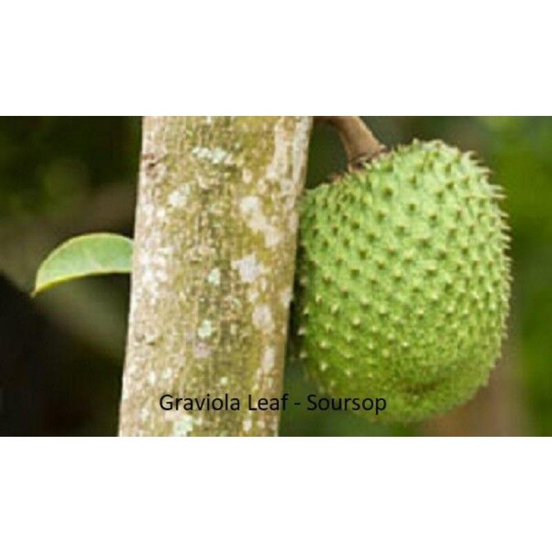 CIFbuy GRAVIOLA LEAF 100g Wild Harvest Soursop Custard Apple Annona Muricata